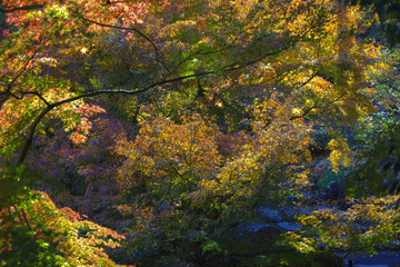Ducks Swimming in a Calm Pond Surrounded, Tokyo Dec 6 2024