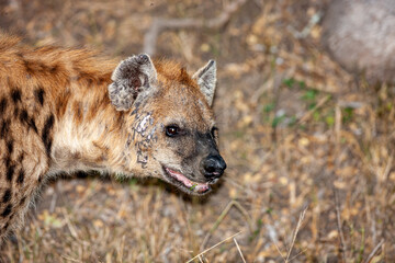 Fototapeta premium South Africa, Sabi Sand, Spotted Hyena (Crocuta crocuta)
