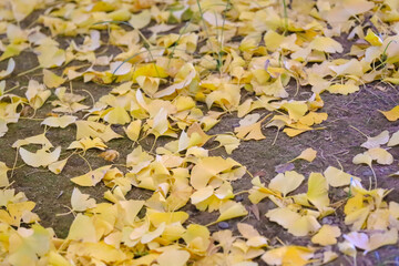 Golden Ginkgo Leaves Covering the Ground in Seasonal, Tokyo Dec 6 2024