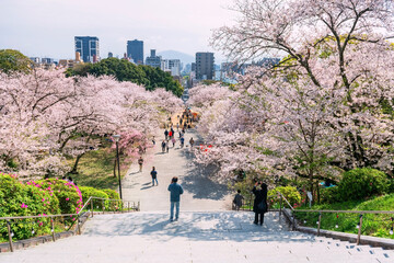 people view sakura tree tunnel and Fukuoka city view at Nishi park © Blanscape