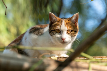 Healing cute pet, a fluffy tricolor cat