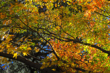 Vibrant Autumn Maple Leaves with Sunlight, Tokyo Dec 6 2024