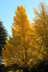 Vibrant Autumn Maple Leaves with Sunlight, Tokyo Dec 6 2024