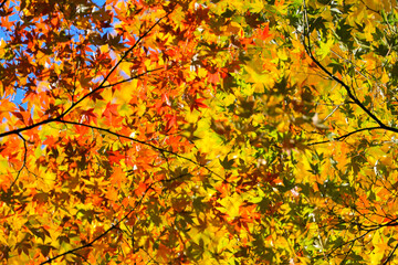 Vibrant Autumn Maple Leaves with Sunlight, Tokyo Dec 6 2024