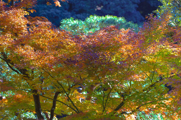 Vibrant Autumn Maple Leaves with Sunlight, Tokyo Dec 6 2024