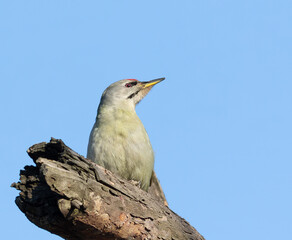 Obraz premium Grey-headed woodpecker, Picus canus. A bird sits on a dry tree branch against the background sky