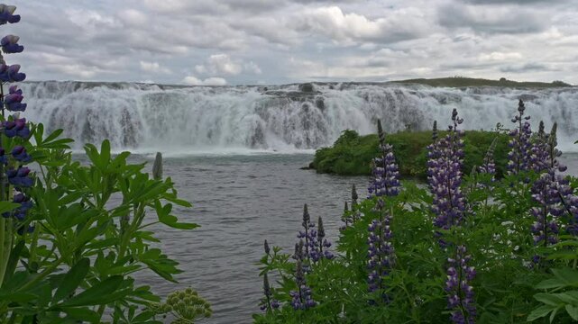 Faxafoss Waterfall in Iceland, framed by blooming purple lupine blowing in gentle breeze, slow motion.
