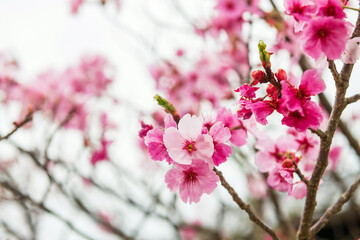 kawazu pink sakura blooming of cherry tree, mt. Aso, Kumamoto