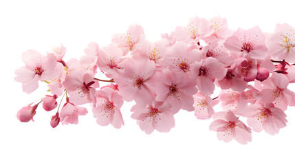 Cherry Blossom Branch on transparent background