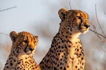 South Africa, Sabi Sand, Cheetah (Acinonyx jubatus), female and cub