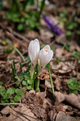 Spring white crocuses in the forest.