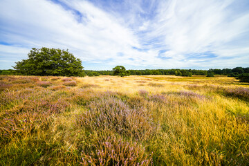 View of the landscape of the Westruper Heide. Nature reserve with heathland near Haltern am See in...