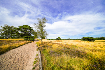 View of the landscape of the Westruper Heide. Nature reserve with heathland near Haltern am See in the Westrup district.
