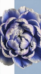 Close up view of blue and white peony