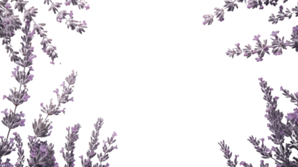 Lavender flowers creating a border on transparent background