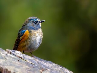 森の中の木陰で枯れ木に留まって周りを見渡しているルリビタキの雄
