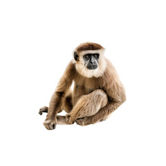 Obraz premium Primate Sitting Calmly with Expressive Features Against White Background