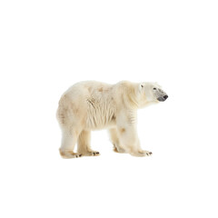 Fototapeta premium Majestic Polar Bear Walking Gracefully on a White Background