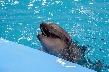 Dolphin performs joyful behavior in bright blue water at marine park during daytime