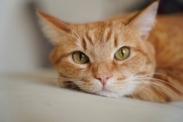 cat, animals, pets, cat sleeping, ginger cat