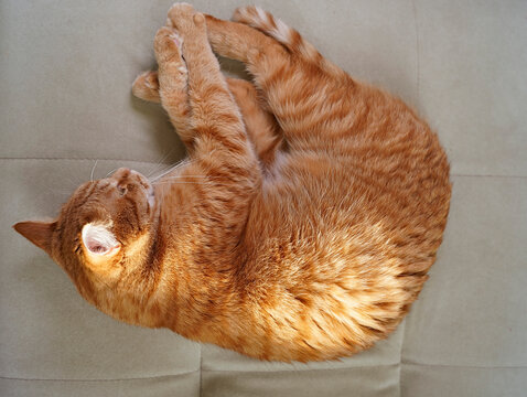 cat, animals, pets, cat sleeping, ginger cat