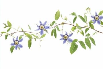 Obraz premium Passionflower Bloom: Beautiful Blue Blossom on White Background