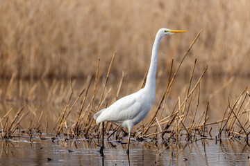 Majestic Great Egret Gracefully Moving Across a Tranquil Pond