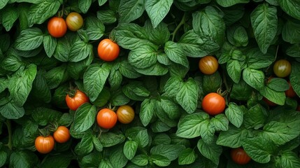 Ripe red tomatoes hang among bright green leaves in a garden, showcasing the freshness and vitality of the tomato plant under warm sunlight, promoting a sense of abundance