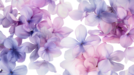 Delicate lilac flowers falling on transparent background