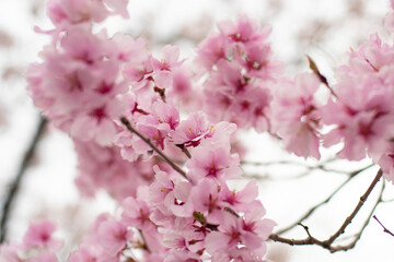 Fototapeta premium 狭山池公園の河津桜