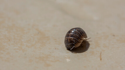 A macro shot of a cute rosary beetle