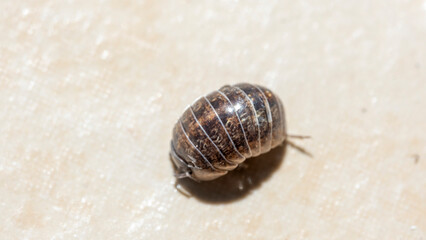 A macro shot of a cute rosary beetle
