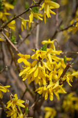 Obraz premium Blooming forsythia. Yellow flowers of the shrub. Spring.