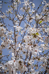 pink flowers of a magnolia