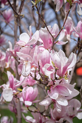 pink flowers of a magnolia