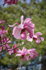 pink flowers of a magnolia