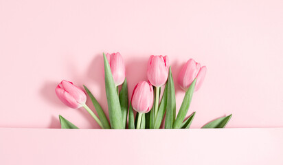 Greeting card for Women's Day, Valentine's Day, Easter, March 8. Pastel pink tulip flowers on a pink pale background.