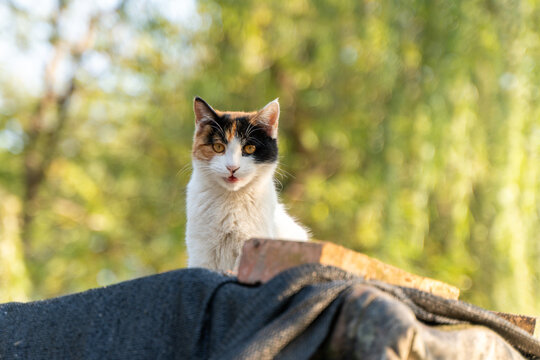 A close-up of a tricolor tabby cat on an outdoor wooden plank
