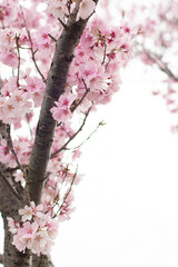 狭山池公園の河津桜