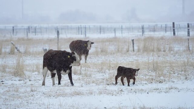 Cows walking through field during snow storm in Utah during winter weather.