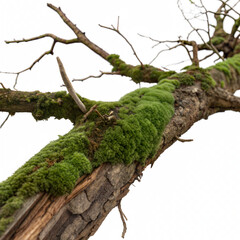 Fototapeta premium Rotten Wooden Branch Covered with Green Moss Isolated on Transparent background, There is a mossy branch with a small white flower on it 