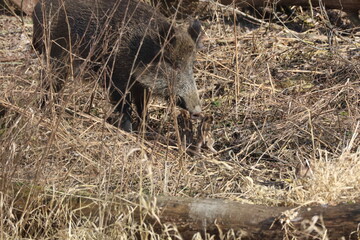 wild boar in forest with her babiez