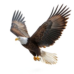 Obraz premium A magnificent bald eagle gliding elegantly in the vast open sky above