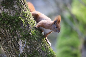 squirrel on a tree