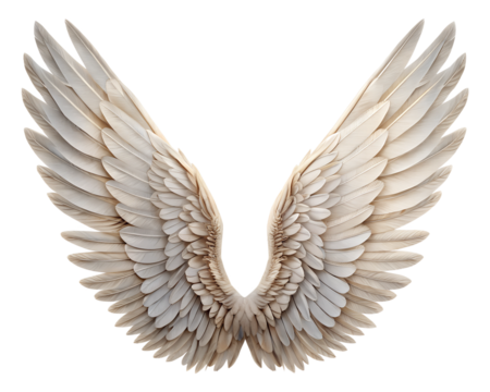 angel wings isolated on white