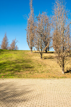 Minimalist landscape with trees and grass in a structured urban park in Sant Cugat, Spain.