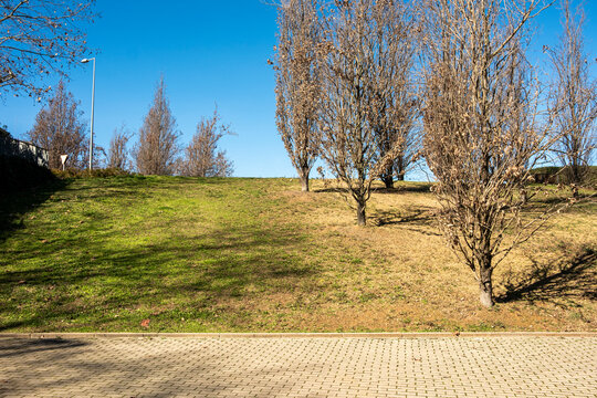 Sunny urban park with dry trees on a green hill, under a clear blue sky in Sant Cugat.