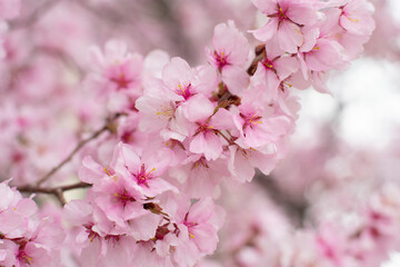 Obraz premium 狭山池公園の河津桜