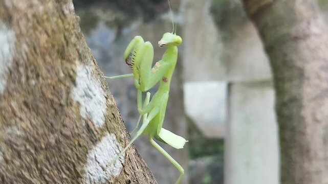 praying mantis or mantodea on tree trunk 