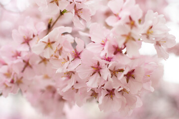 狭山池公園の河津桜